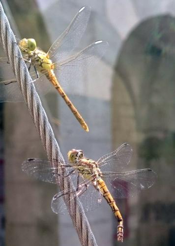 Sympetrum striolatum