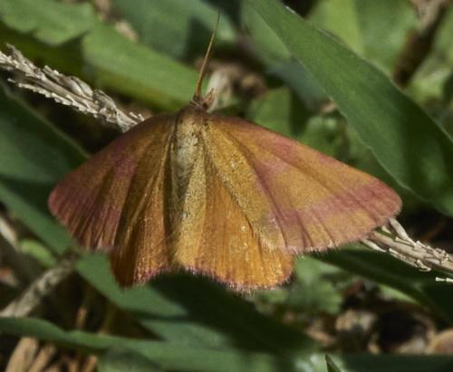 Réf. 334 797 : Lythria purpuraria