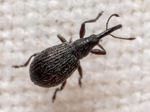 Ischnopterapion loti