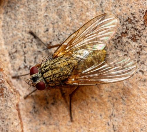 Mydaea urbana