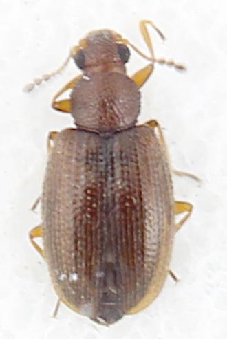Cortinicara gibbosa