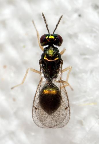 Réf. 334 928 : Entedoninae inconnu