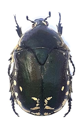 Rhabdotis corpulenta