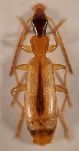 Paradromius longiceps