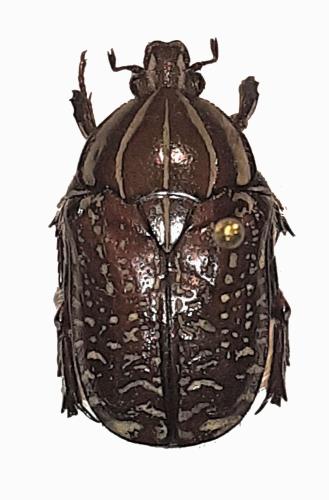 Rhabdotis elioi