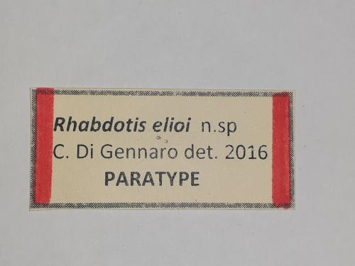 Rhabdotis elioi