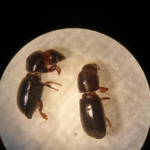 Réf. 334 625 : Euwallacea validus