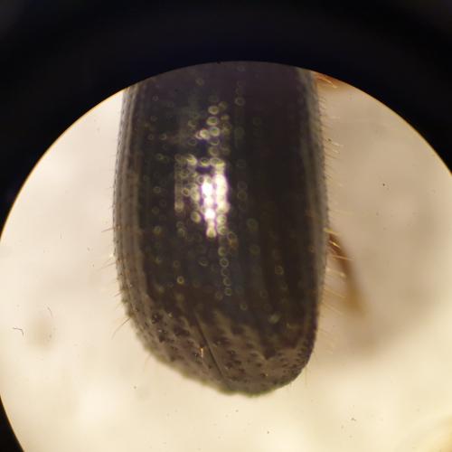 Réf. 334 626 : Euwallacea validus