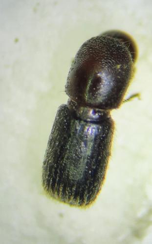 Réf. 334 804 : Cyclorhipidion pelliculosum
