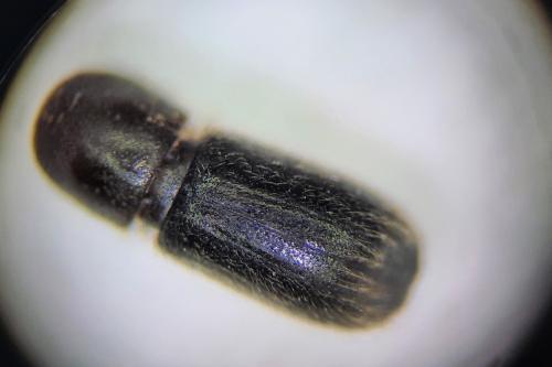 Réf. 334 805 : Cyclorhipidion pelliculosum