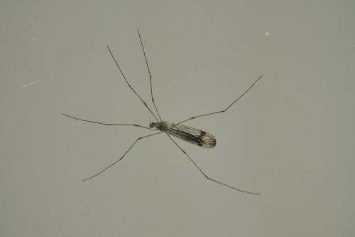 Nephrotoma quadrifaria