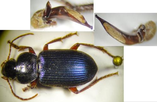 Ophonus sabulicola