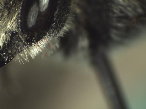Coelioxys quadridentata