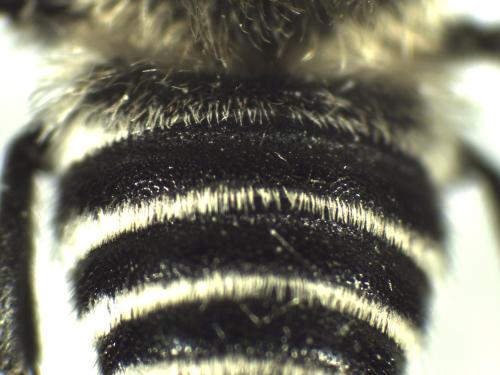 Réf. 334 523 : Coelioxys quadridentata
