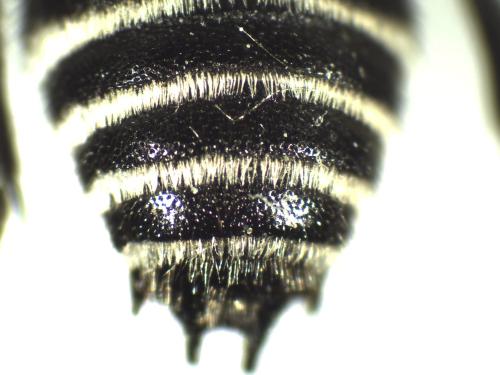 Réf. 334 524 : Coelioxys quadridentata
