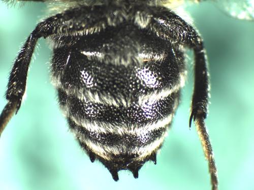 Réf. 334 525 : Coelioxys quadridentata