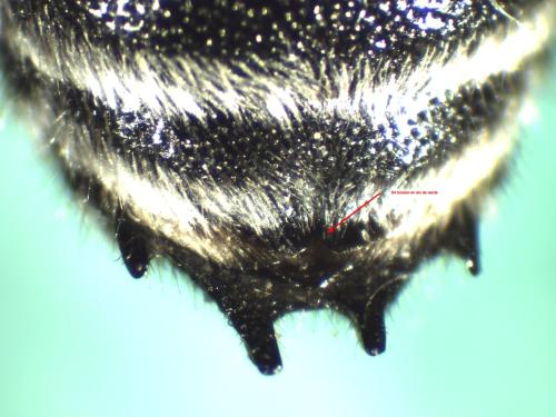 Coelioxys quadridentata