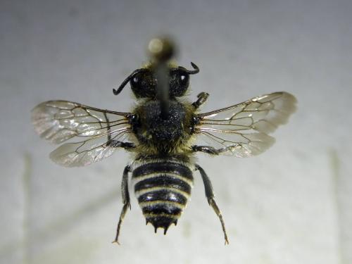 Coelioxys quadridentata