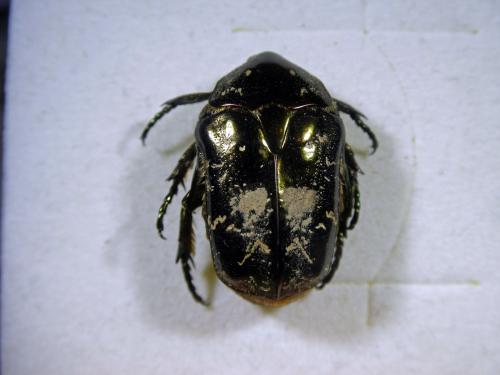 Réf. 334 749 : Liocola marmorata