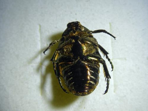 Réf. 334 750 : Liocola marmorata