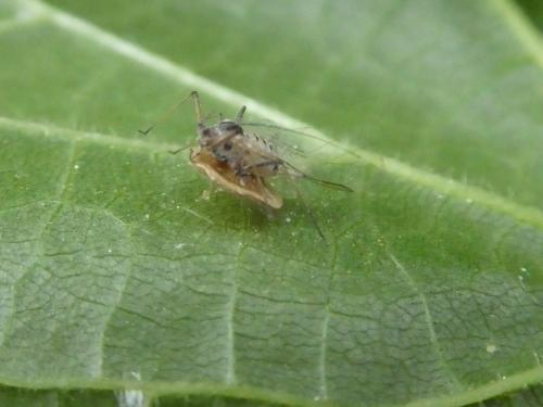 Réf. 334 770 : Dyscritulus planiceps