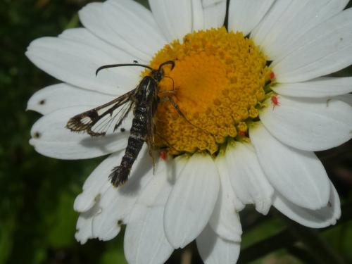 Réf. 334 783 : Pyropteron sp.