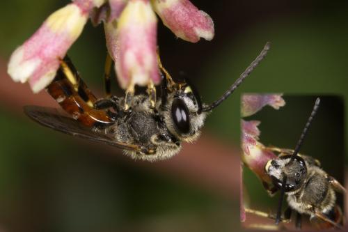 Réf. 334 978 : Lasioglossum calceatum