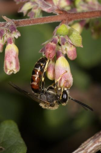 Réf. 334 977 : Lasioglossum calceatum