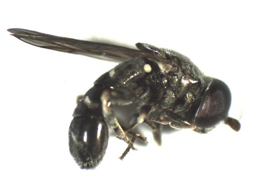 Eumerus amoenus