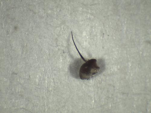 Eumerus amoenus