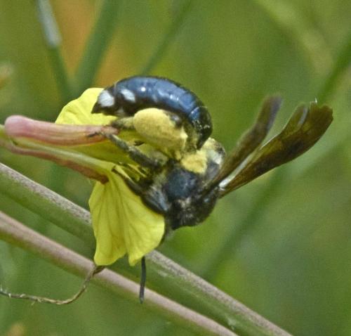 Andrena agilissima