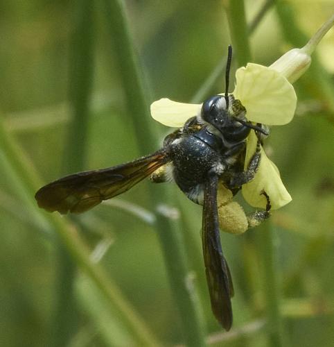 Andrena agilissima
