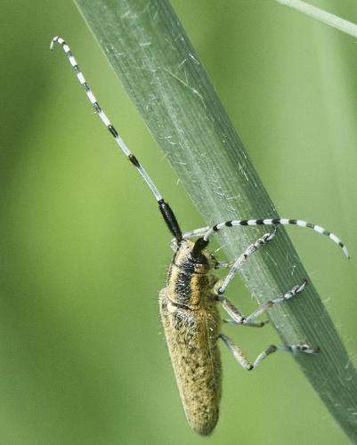 Réf. 334 062 : Agapanthia villosoviridescens