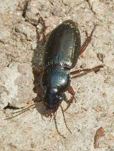 Réf. 334 276 : Harpalus sp.