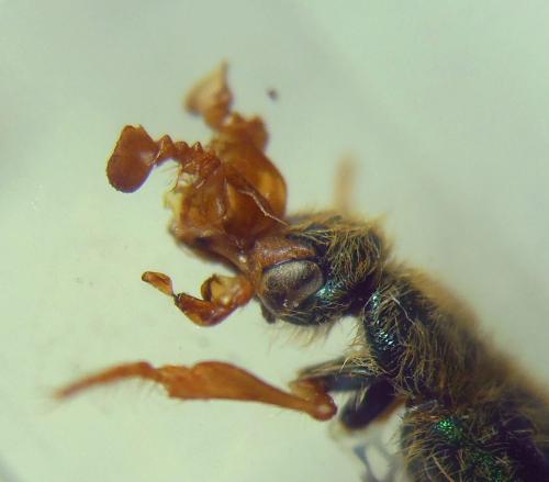 Cerocoma graeca
