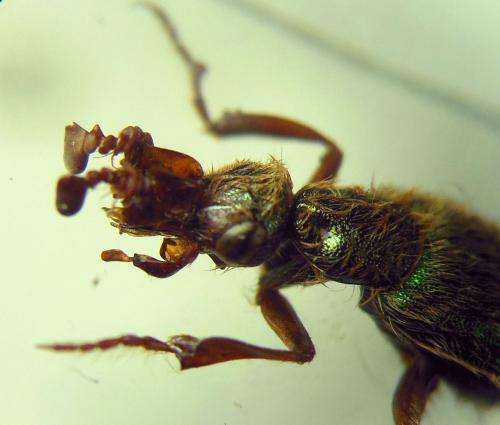 Réf. 334 863 : Cerocoma adamovichiana