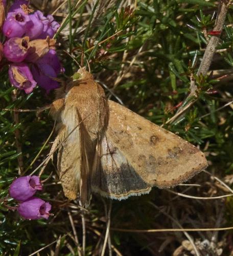 Réf. 334 798 : Helicoverpa armigera