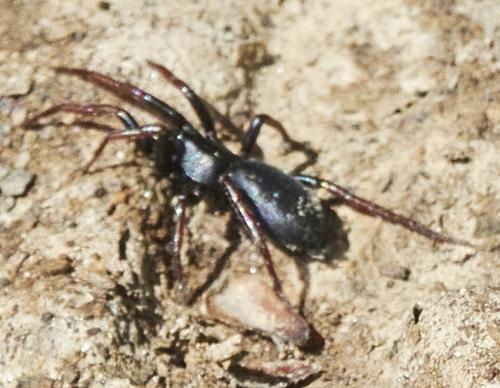 Trachyzelotes pedestris