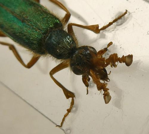 Cerocoma graeca