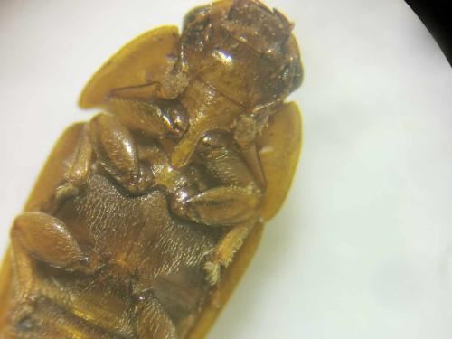 Cryptarcha undata