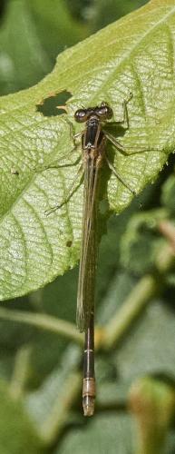 Ischnura elegans