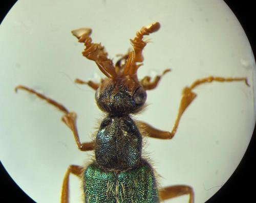 Cerocoma graeca