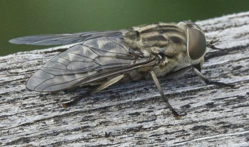 Réf. 334 255 : Tabanus autumnalis