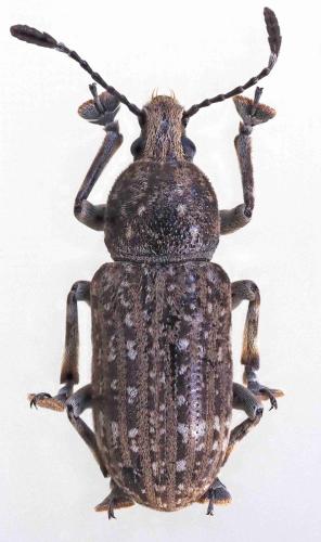 Rawasia sp.