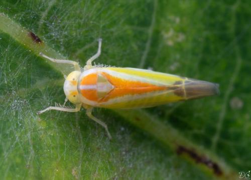 Réf. 334 691 : Alebra albostriella