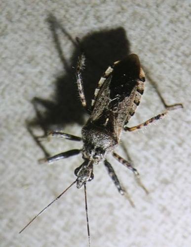 Coranus kerzhneri