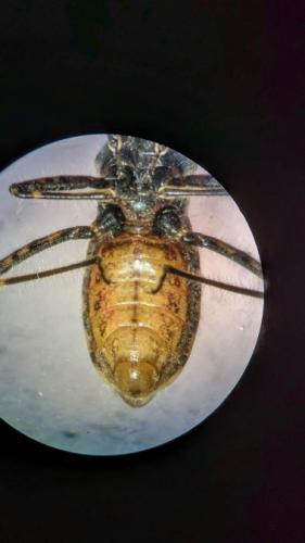 Réf. 334 162 : Coranus kerzhneri