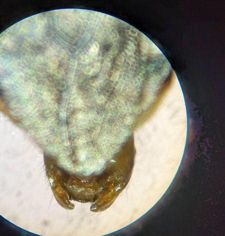 Coranus kerzhneri