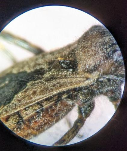 Coranus kerzhneri