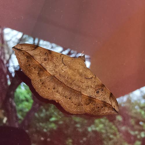 Anticarsia rubricans